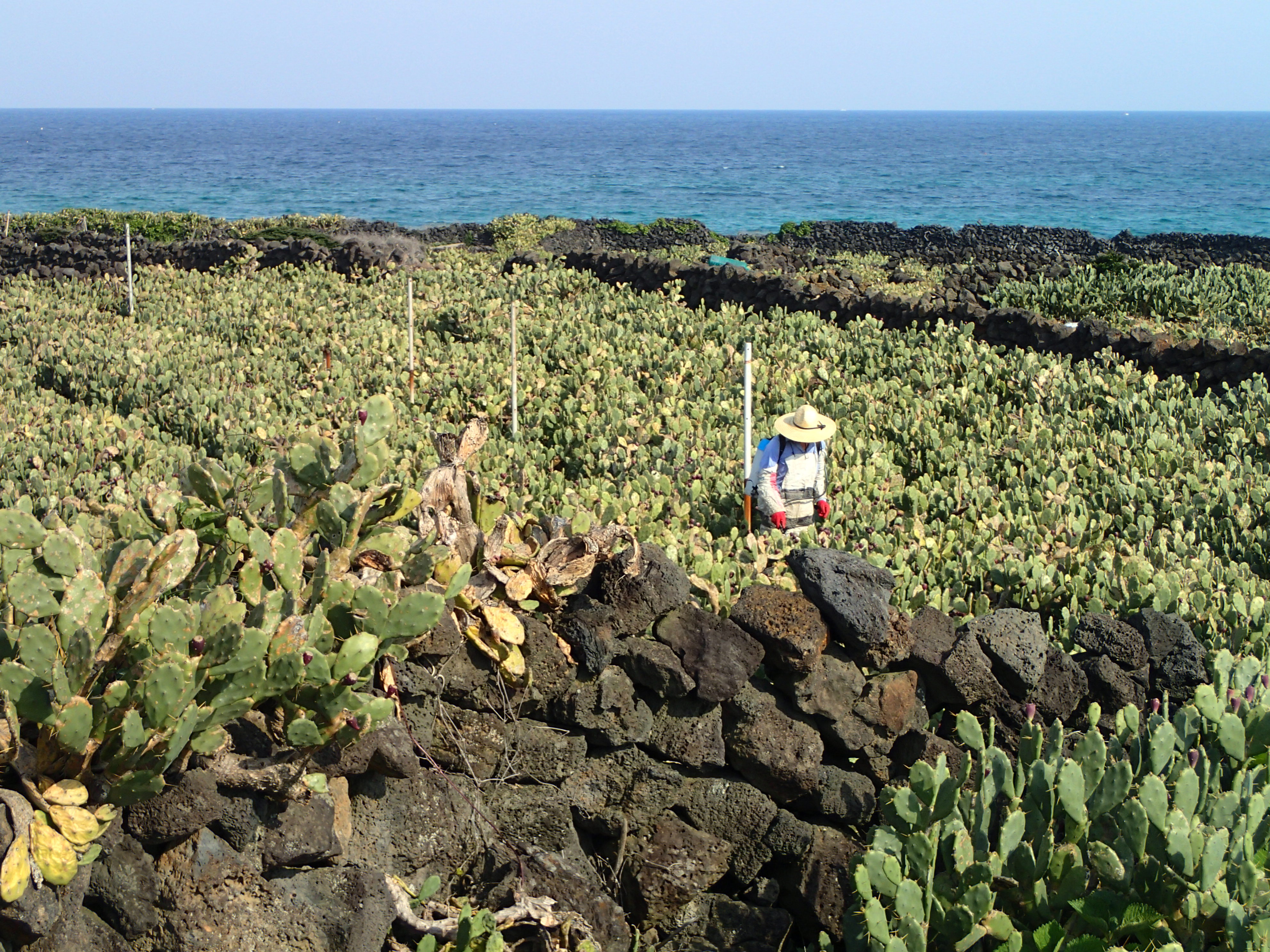 12 Palm cactus.JPG